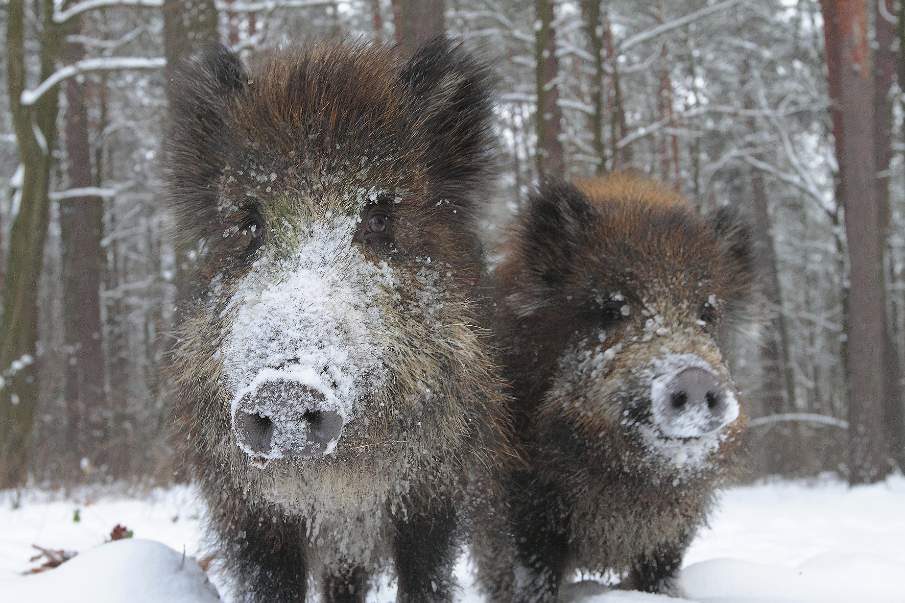 Portret dwóch zaśnieżonych dzików w zimowej scenerii.