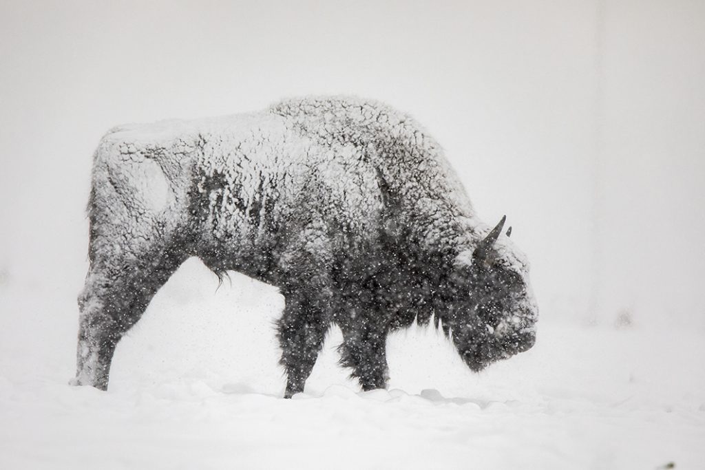 Fotografia prezentuje zaśnieżonego żubra w zimowej scenerii