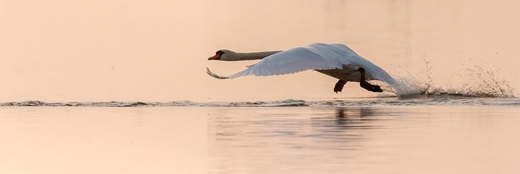 Fotografia prezentuje dużego ptaka w momencie / biegnącego po tafli wody rozpędzania się do rozpoczęcia lotu