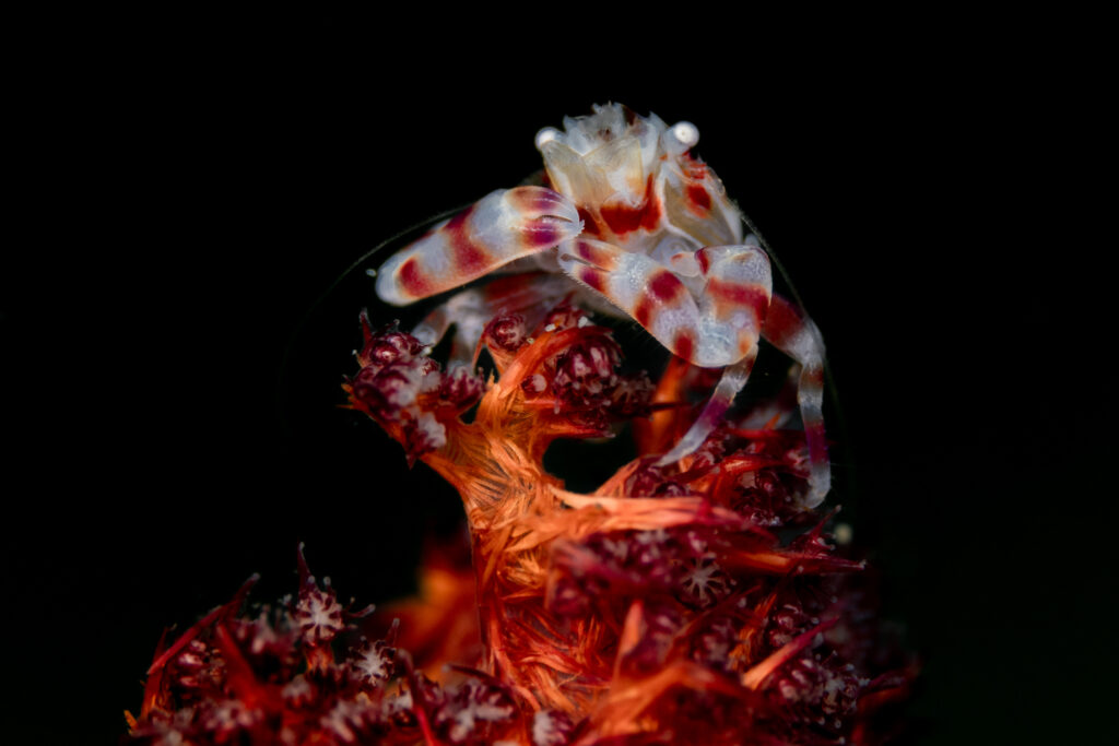 Zycie podwodne, koralowiec w kolorze czerwieni 