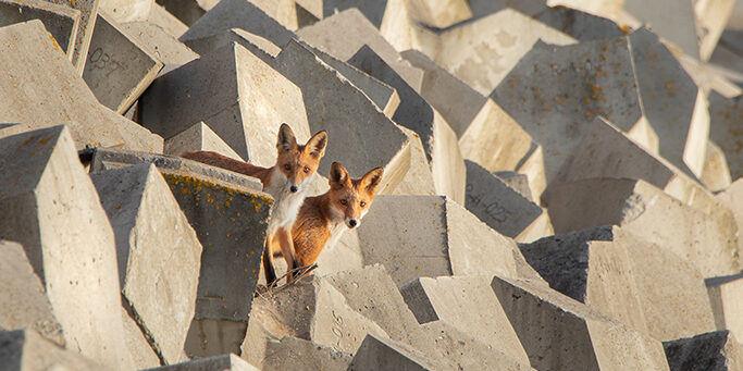 „Opowieść o Zielonych Miastach” XVIII Międzynarodowy Festiwal Sztuk Wizualnych Inspirowanych Naturą „Sztuka Natury”